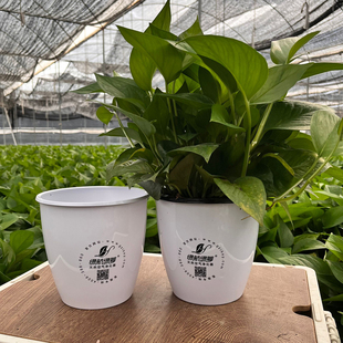 绿航简约180白色盆水培绿萝盆栽办公室植物室内除甲醛新房绿植