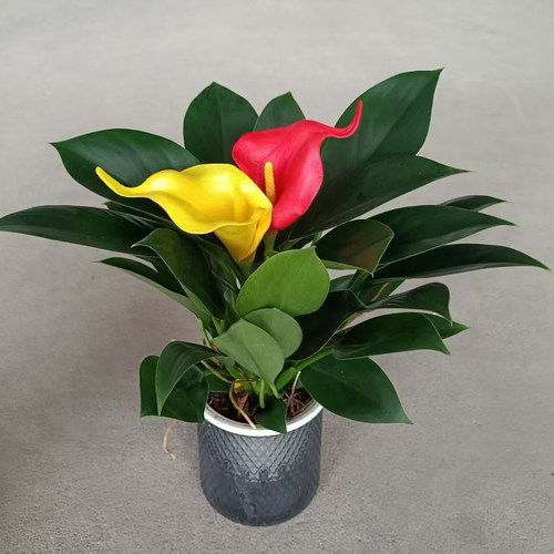 春城网红水培大叶绿植好养常青
