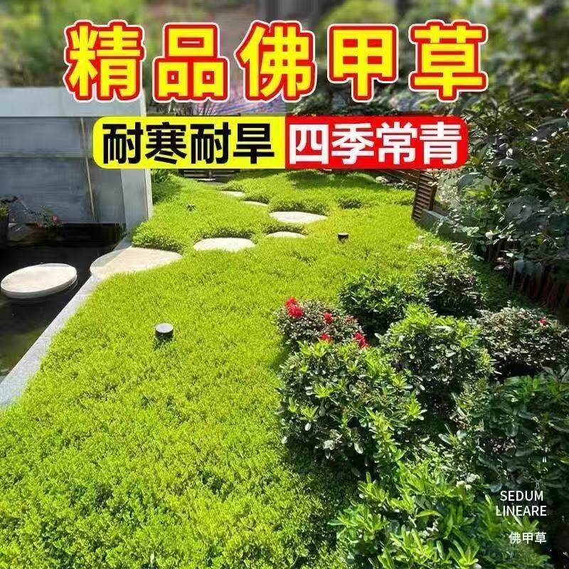 金叶佛甲草盆栽别墅庭院绿化地被草坪/观赏草