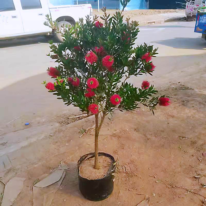 多花红千层树苗金宝树红千层串钱柳毛绒花庭院盆栽花园常绿易养活
