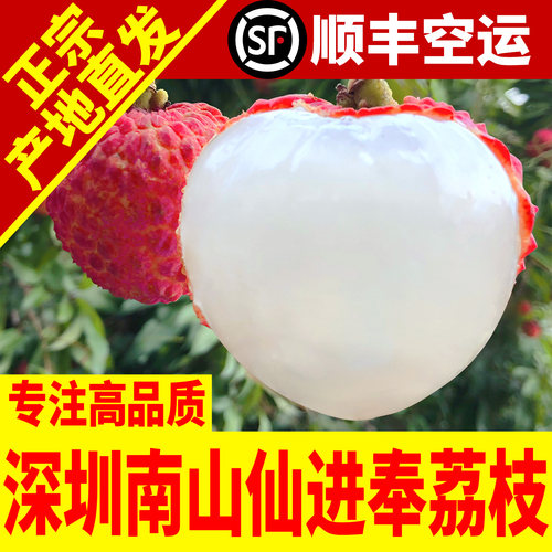 正宗老树仙进奉荔枝净果5斤