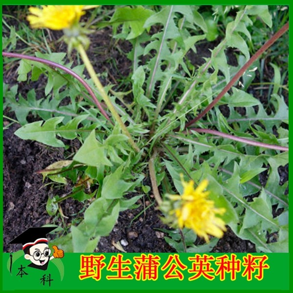 纯野生特菜籽野生蒲公英种子婆婆丁种籽食用盆栽青菜种孑蔬菜种籽
