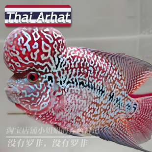 罗汉鱼泰国进口亚成爆头鸿运马骝金花满银鱼苗热带鱼活体观赏鱼