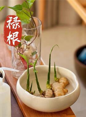 禄根花盆水培专用花盆陶瓷禄根花盆种植生姜禅意风陶瓷花盆