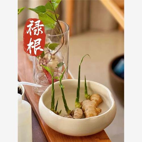 禄根花盆水培专用花盆陶瓷禄根花盆种植生姜禅意风陶瓷花盆