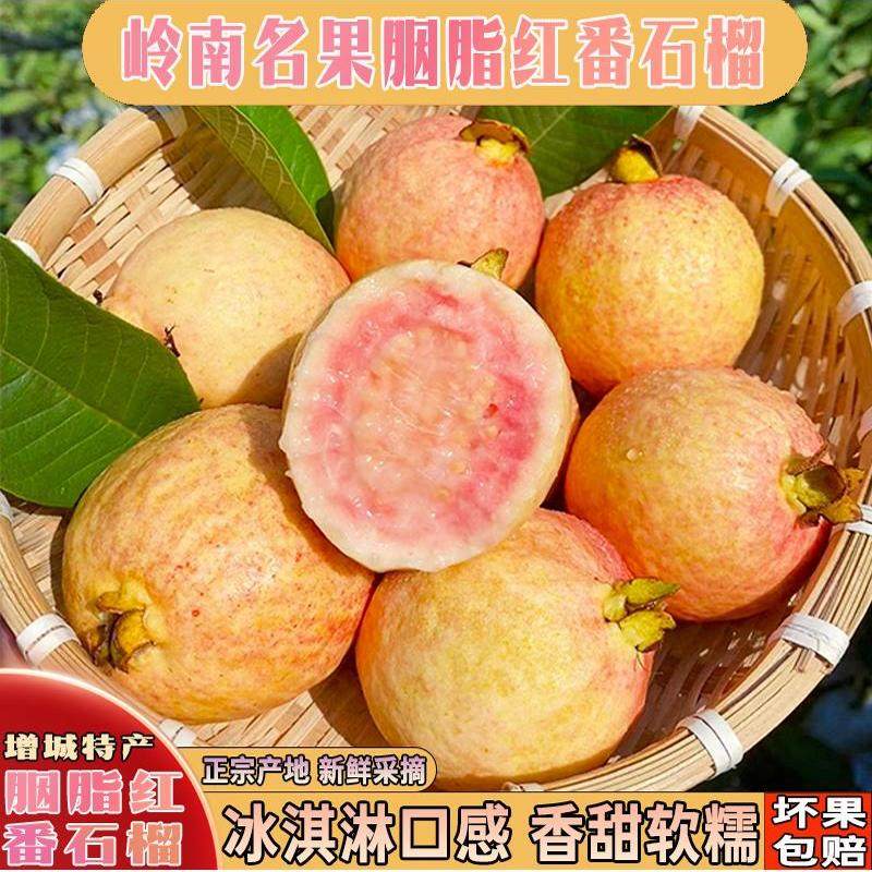 正宗增城胭脂红香甜芭乐奶油番石榴石厦村供港出口顺丰包邮