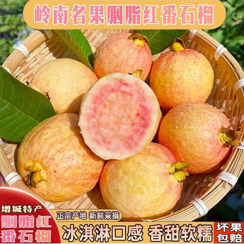 正宗增城胭脂红香甜芭乐奶油番石榴石厦村供港出口顺丰包邮