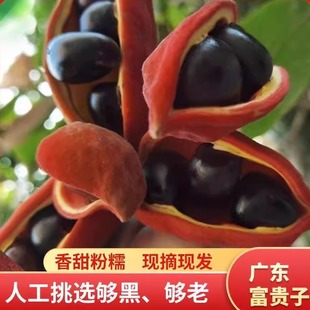 广东富贵子增城凤眼果野生当季新鲜现摘苹婆九层皮果香甜顺丰包邮