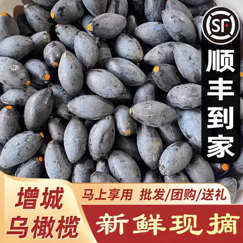 【增城金装黄肉榄】增城十宝增城新鲜乌榄黑橄榄油榄生榄左尾顺丰