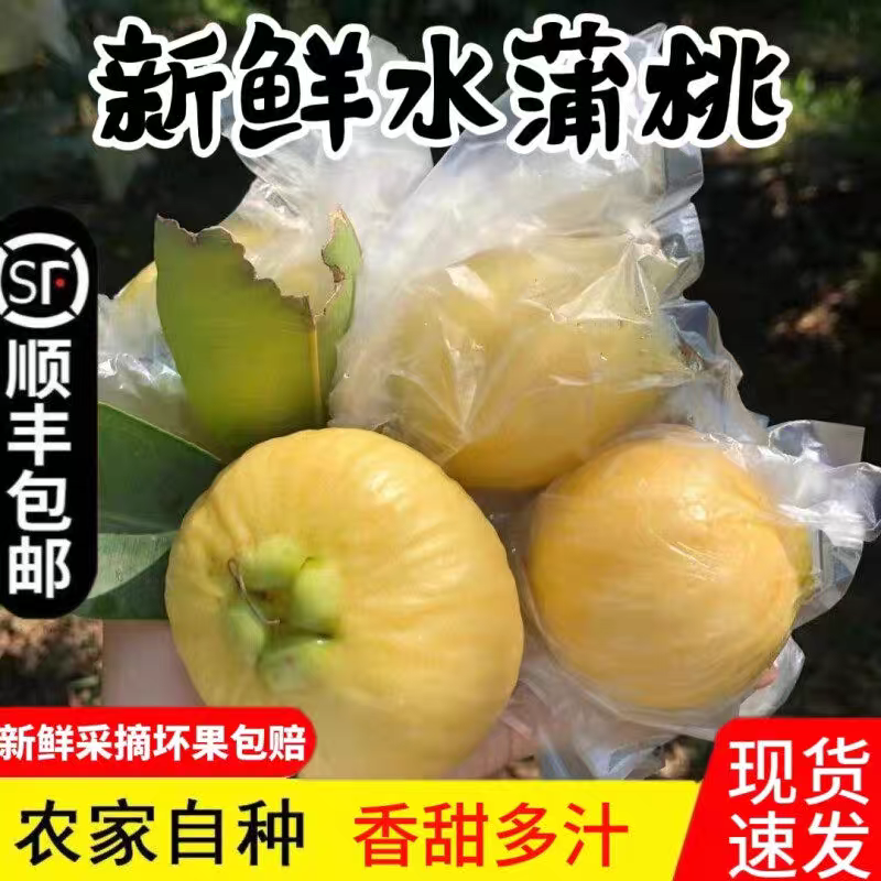 水蒲桃果新鲜叮当果水番桃香果铃铛果稀有孕妇可吃果广东特产顺丰
