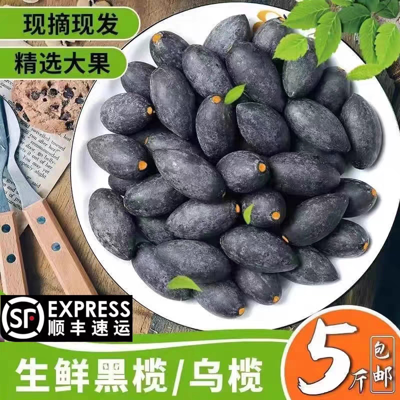 【增城金装黄肉榄】增城十宝增城新鲜乌榄黑橄榄油榄生榄左尾顺丰