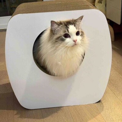 火火设计:凳子猫抓板 模切bb楞 可承重150斤43.5*45.5*35.5cm顺丰