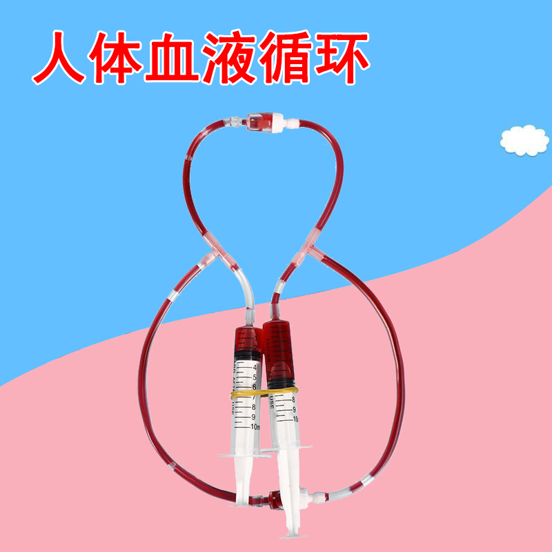 毛细血管人体血液循环科技小制作