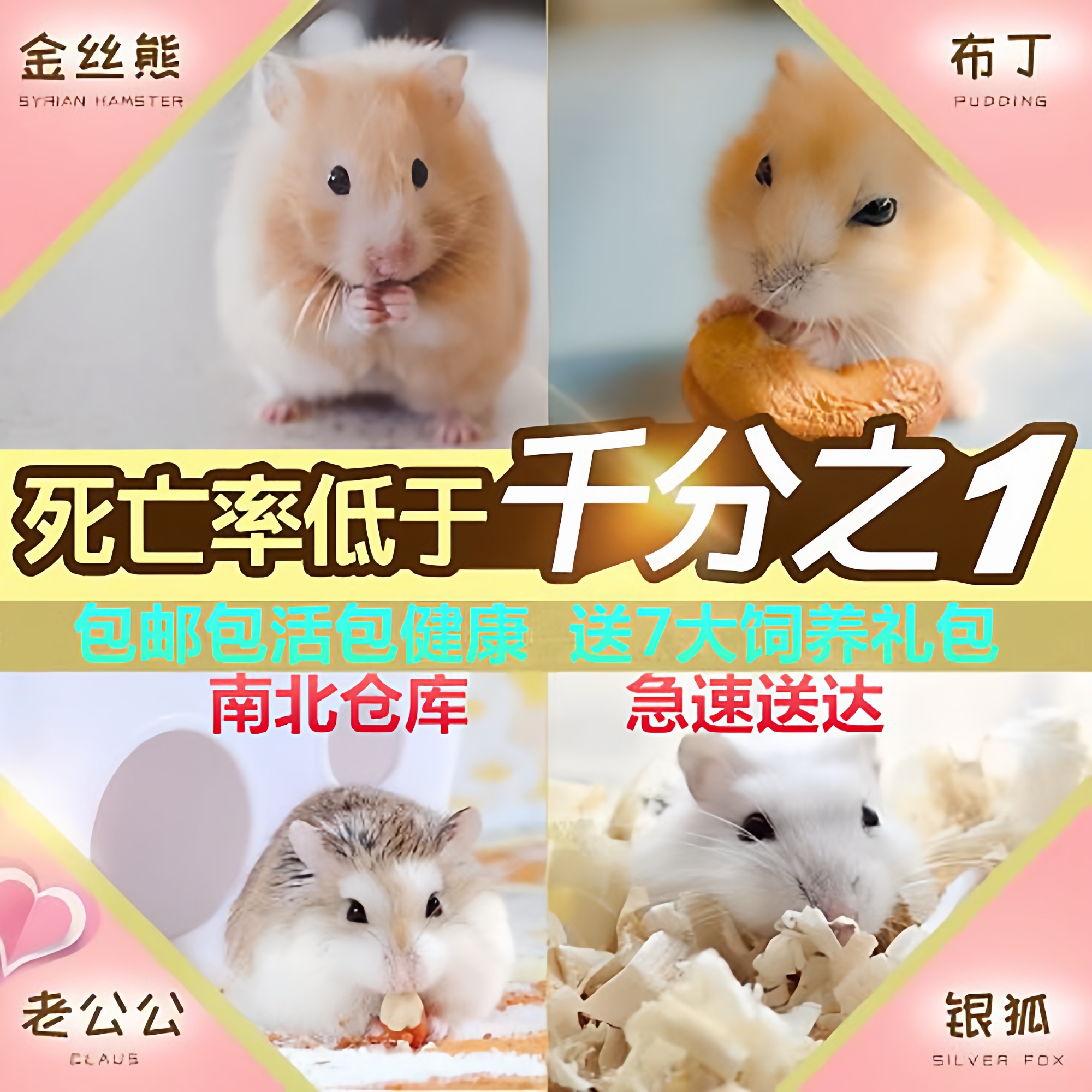 仓鼠健康可爱黏人短毛金丝熊