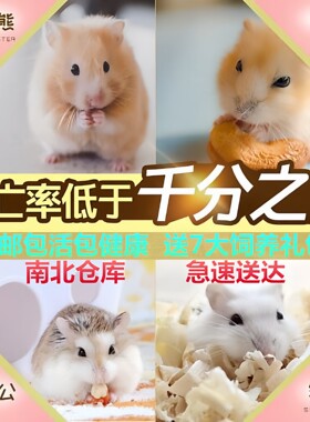 仓鼠健康可爱黏人短毛金丝熊