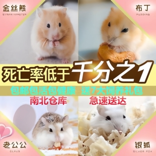 仓鼠短毛熊大全活物宠物已做检疫活体银狐布丁金丝熊公仔一对好养