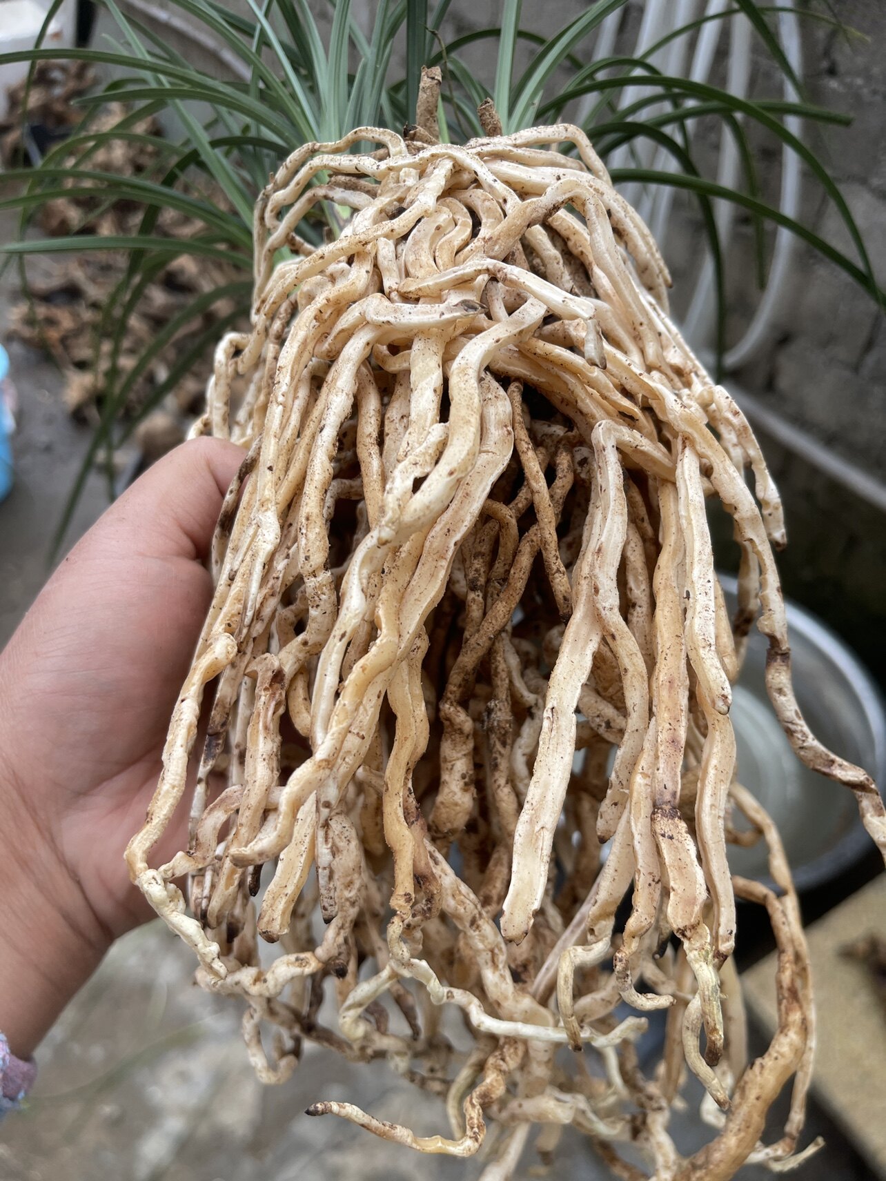 黑皮木纹草惠兰带锯齿高货随州兰花苗