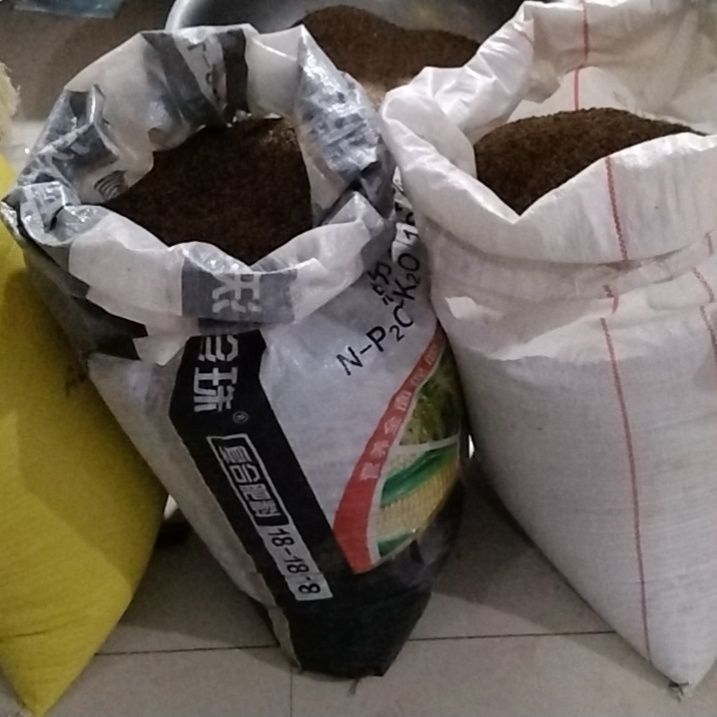 新采八棱海棠种子干种净籽无杂质海棠树种子净籽嫁接苹果树