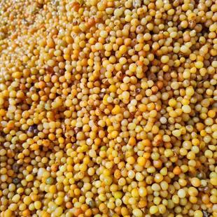 正宗黄精种子红花滇黄精种子老虎姜鸡头多花不倒苗黄精药材节节高