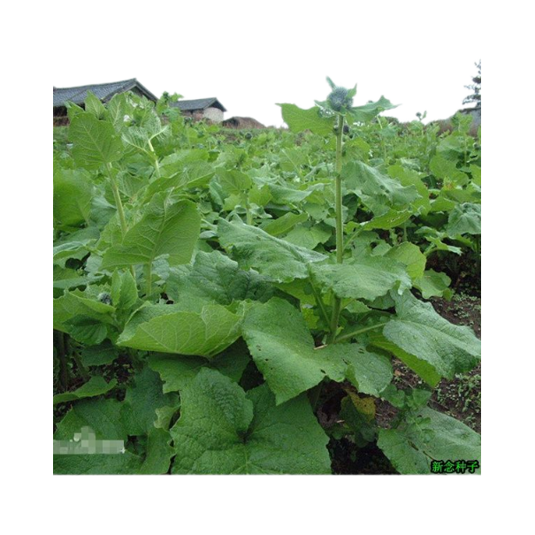 云木香种子 别称  广木香 兴瞿草  具特殊香气 新种子 质量好