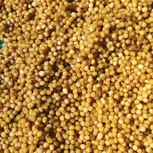 正宗云南黄精种子多花黄精种子不倒苗黄精种子老虎姜苗黄金药材种