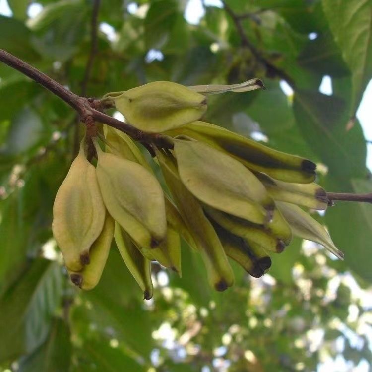 新采杜仲种子树籽发芽率