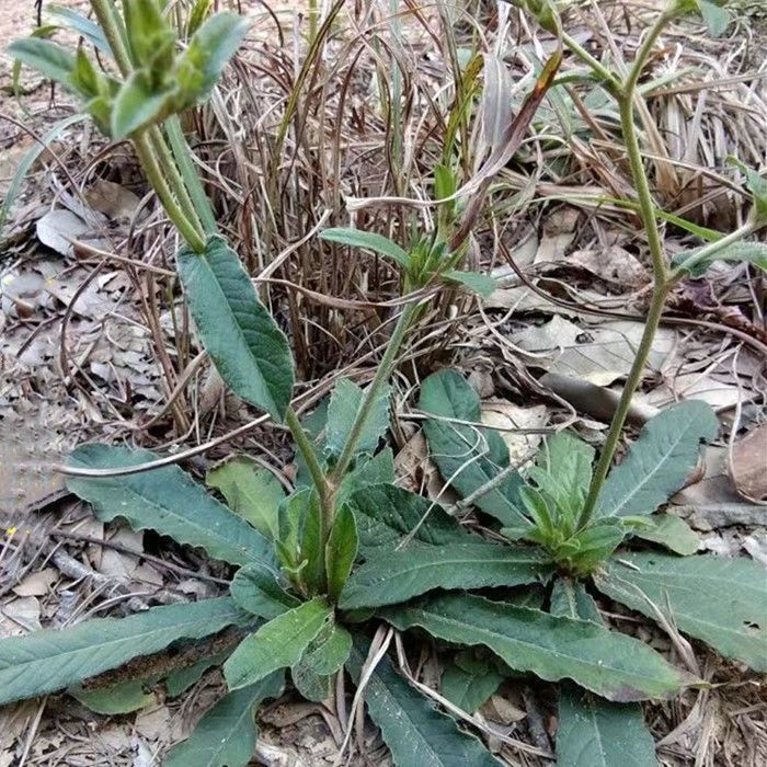 野生地胆草种子地苦胆草草鞋根铁灯柱地胆头中草药牛契埔红花种籽