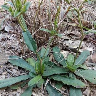 野生地胆草种子地苦胆草草鞋根铁灯柱地胆头中草药牛契埔红花种籽