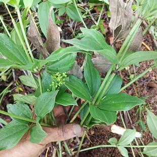 野生茜草种子中药红根草血见愁天然破血草红内消多年生草本植物籽