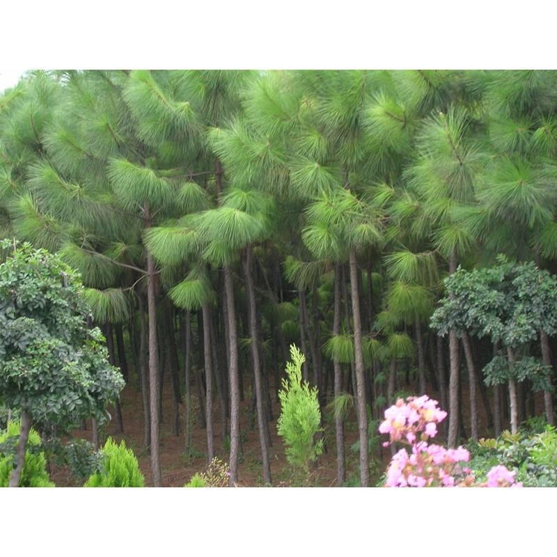 新采马尾松种子 松树种子 枞树 青松种子 林木树种马尾松种子