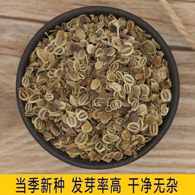 新采摘白花前胡种子包发芽发芽率高宁国白花前胡种籽中药材种子