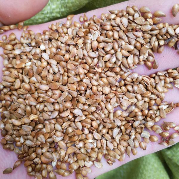 平邑甜茶种子 八棱海棠种子 山丁子种子 嫁接苹果树砧木 发芽率高