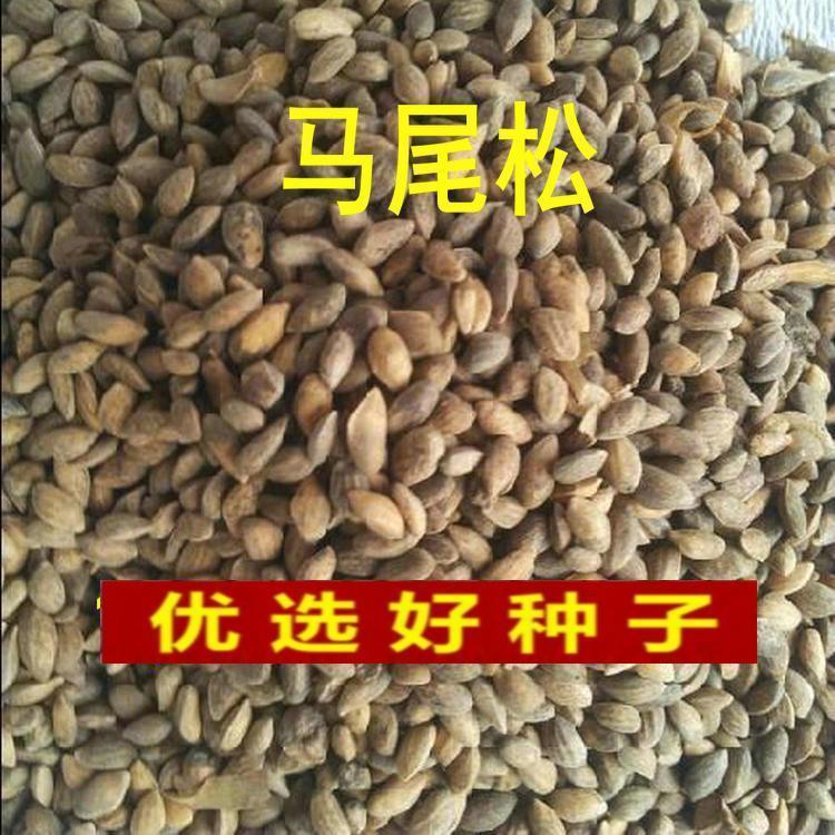 新采马尾松种子 松树种子 枞树 青松种子 林木树种马尾松种子