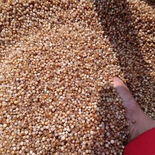 云南黄精种子多花黄精种子不倒苗黄精种籽老虎姜四季黄精苗子