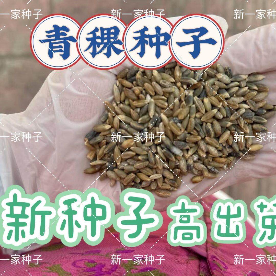 正宗青稞种子散装优质农作物 青稞种子正品南北方均可种植