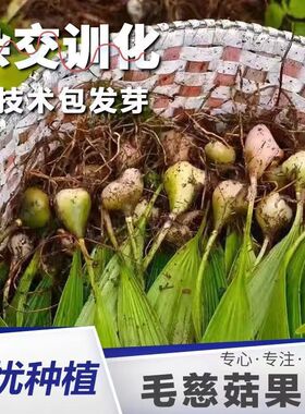毛慈菇正宗紫花毛慈菇果种子杂交驯化果荚品种种植冰球育苗技术