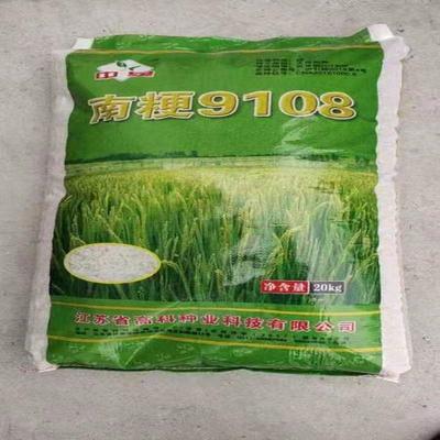 江苏省高科 南粳9108稻种高产优质水稻种子软糯清香大米种子