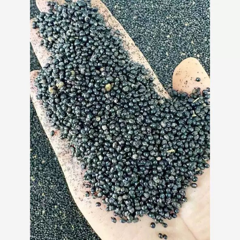 三叉苦种子苦木种子四季播种用种籽籽