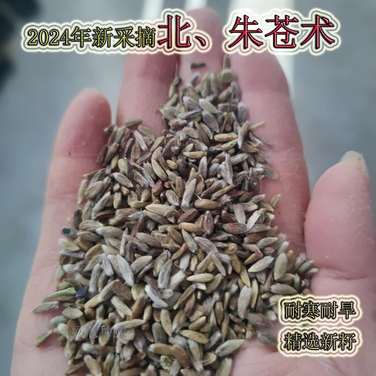 2024年精选新产苍术种子药材种子苍术籽正宗赤红砂点苍术种子