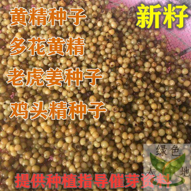 正宗药材黄精种子多花鸡