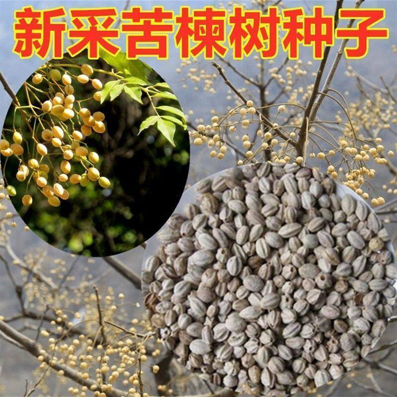 新采苦楝树种子 苦楝种子 楝树紫花树种子楝枣种子苦楝子种籽w
