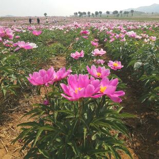 赤芍种子木芍药草芍红芍药毛果赤芍山芍药多年生药材草本用处广泛