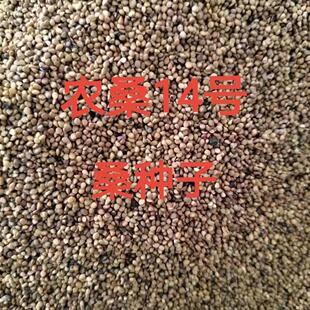 农桑14号蚕桑种子,强桑1号,强桑5号,育711号养蚕大叶桑树种子