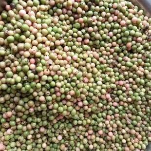 药材种子 地苦胆种子 金果榄种子 九莲子 青牛胆种子