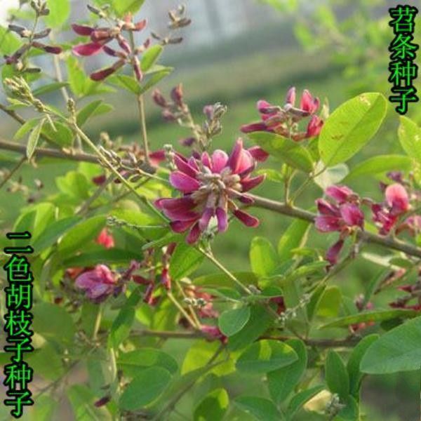 苕条种子 二色胡枝子 荆条种子 荆条树种子 荆条花种子 牧草种子