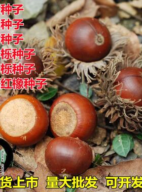 橡树种子青冈麻栎花栎树橡子橡籽花栗树柞树美国红橡青冈树苗种子