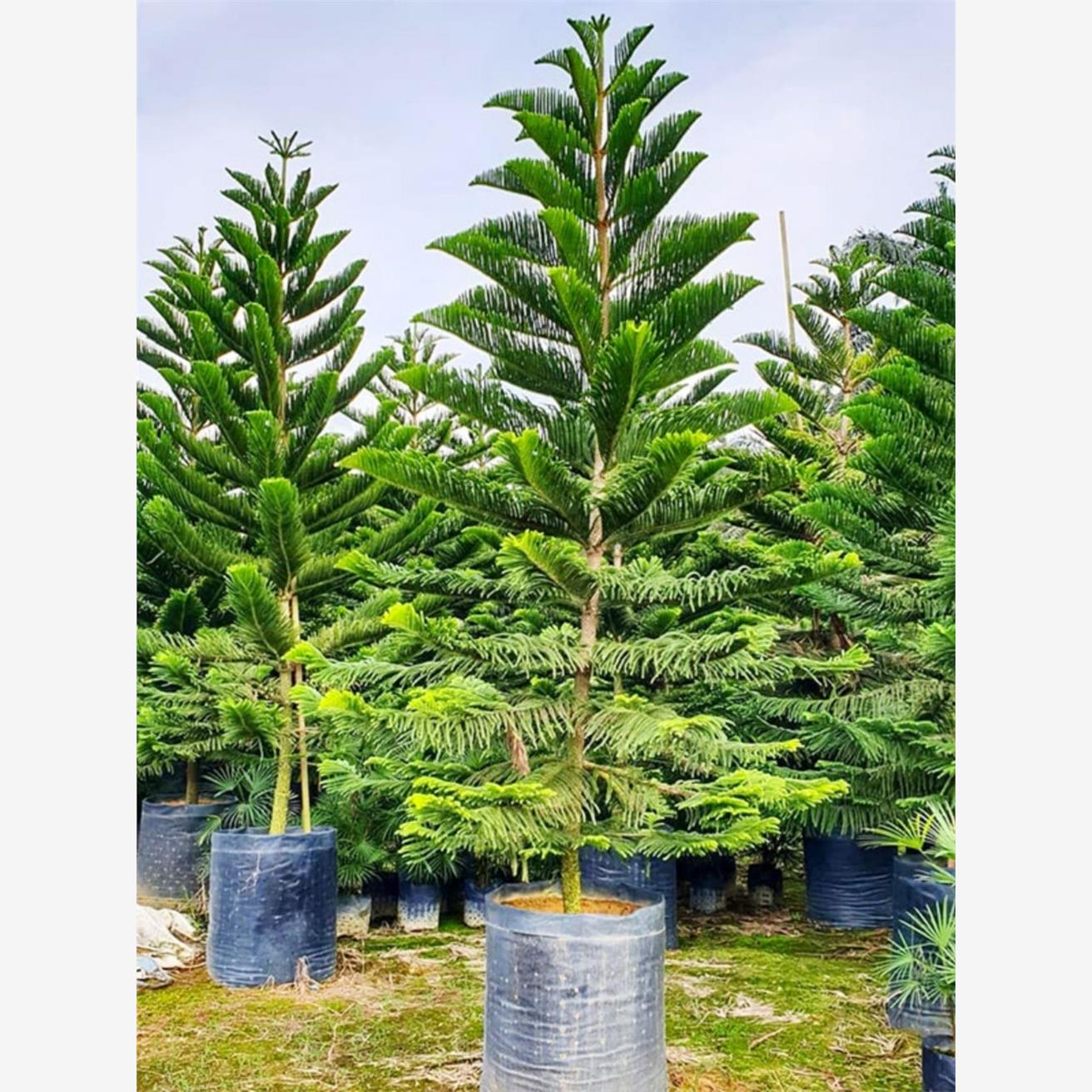 南洋杉种子林木种籽四季多年生景观绿化工程观叶种孑