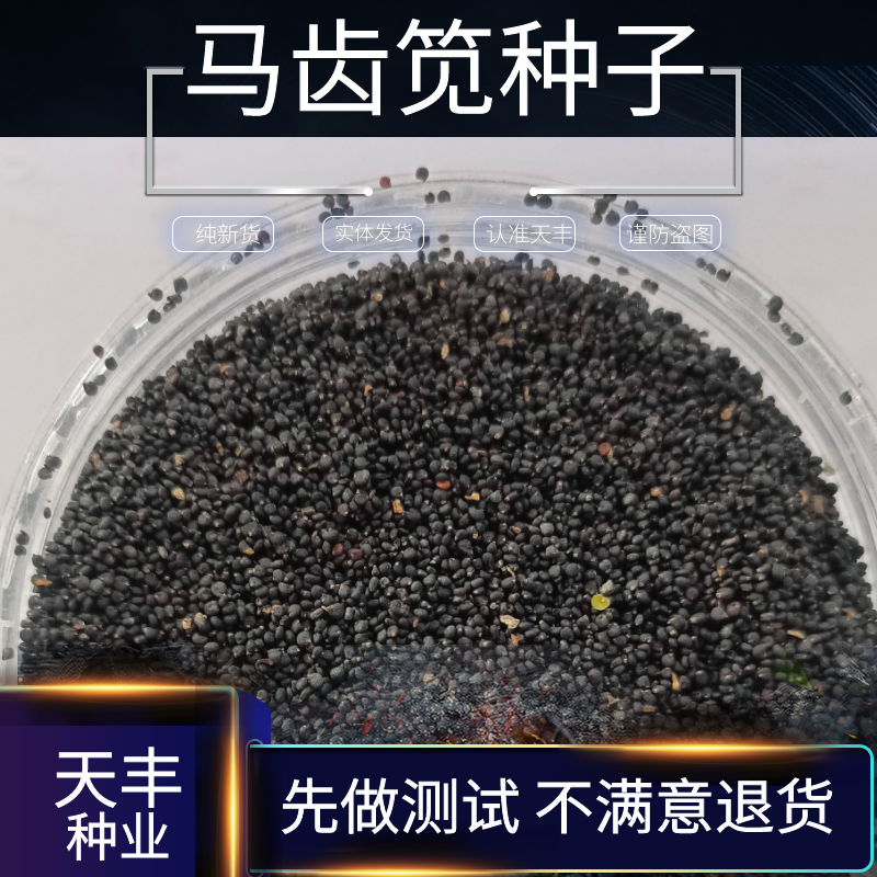 优质种子马齿笕马齿苋籽马生菜种子新产野菜长寿菜四季正宗新鲜