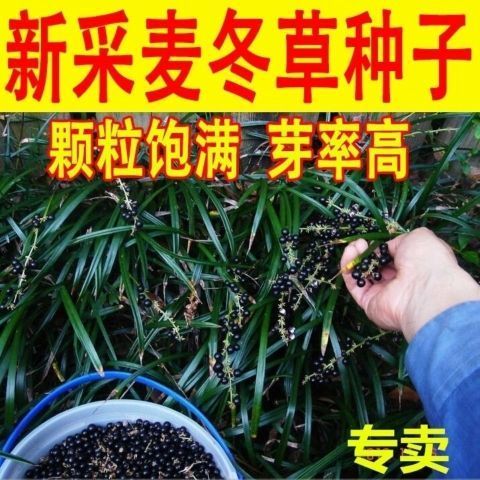 新采麦冬草种子 玉龙草种子 麦冬种子 矮麦冬苗草籽 绿化草坪种子