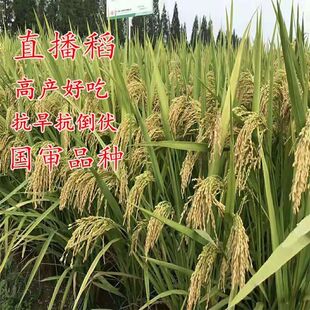 旱谷种子山稻种子常规水稻可直播圆粒稻种适合山坡丘陵高产抗倒伏